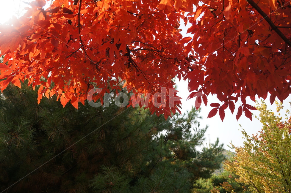 붉은단풍,가을,가을햇살,대비,맑음,단풍,찬란,홍단풍,가을,계절,fall,autumn,season,plant,식물,leaf,잎,tree,나무,maple