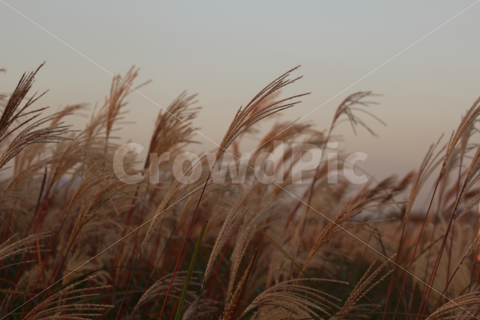 하늘공원,억새,일몰,필름카메라,감성,가을,계절,fall,autumn,season,식물,자연,plants,nature,감성,sensible,feeling,grass,잔디,plant,lawn,reed,갈대