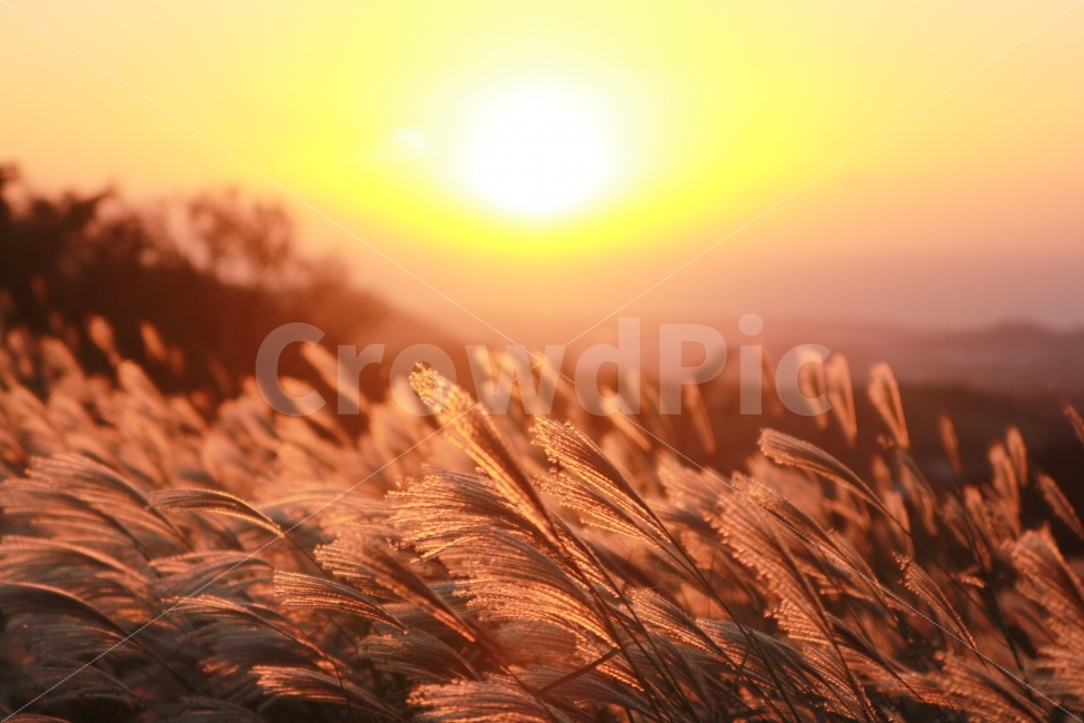 새별오름,일몰,억세,억세꽃,풍경,풍경사진,일몰사진,해질녘,감성,붉은노을,노을,가을,계절,fall,autumn,season,식물,자연,plants,nature,감성,sensible,feeling,grass,잔디,plant