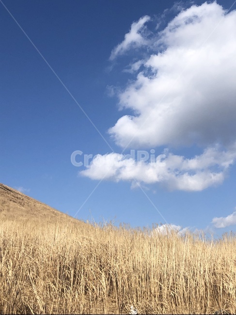 하늘,갈대,풍경,제주도,오름,새별오름,자연,풍경,nature,landscape,grass,잔디,plant,식물,outdoors,옥외,field,들