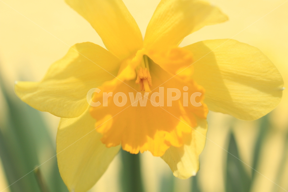 꽃,flower,노란꽃,plant,자연,식물,노란색,식물,자연,plants,nature,꽃,flower