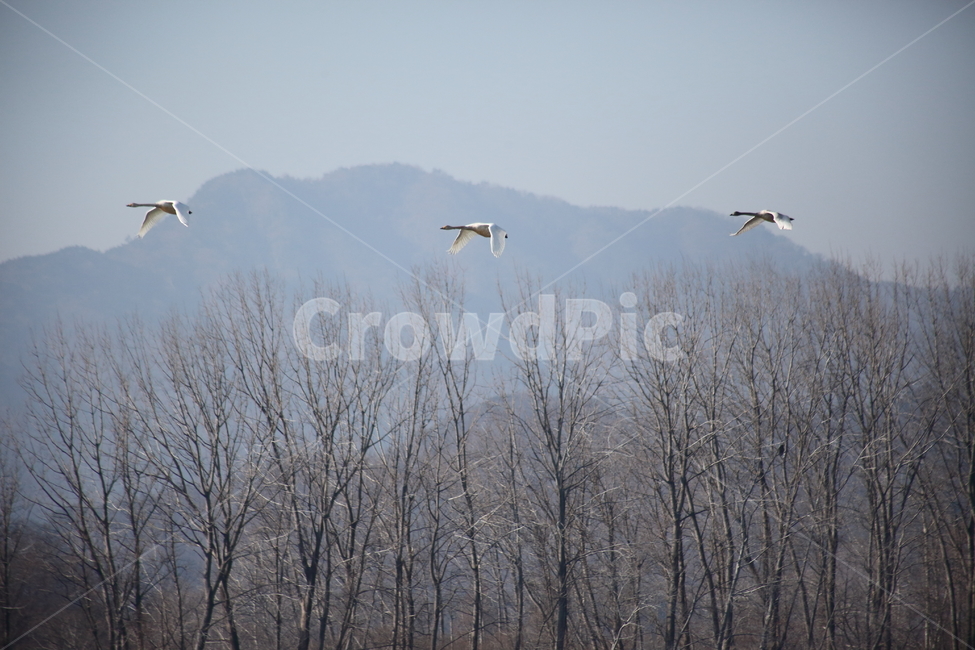 animal,동물,bird,새,고니,백조,swan,큰고니