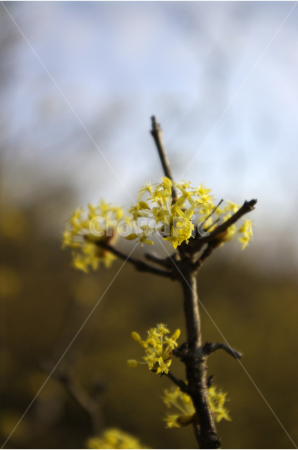산수유,나무,꽃봉오리,봄,봄날,봄풍경,봄꽃,감성,spring,flower,봄길,산책,봄나들이,식물,꽃,봄,계절,spring,season,식물,자연,plants,nature,꽃,flower,plant