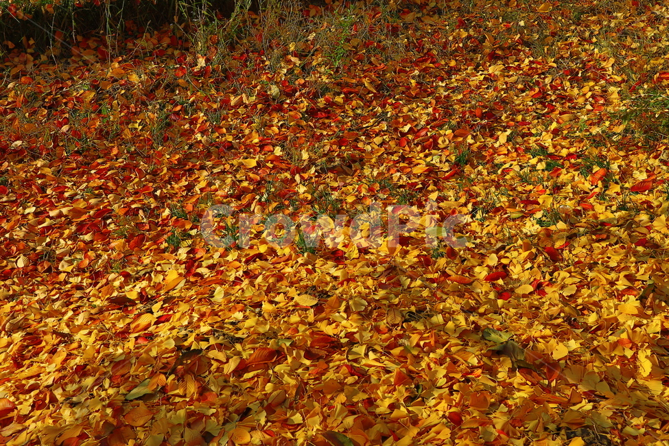 가을,낙엽,계절,나뭇잎,잎,가을,계절,fall,autumn,season,plant,식물,leaf,ground,바닥,tree,나무