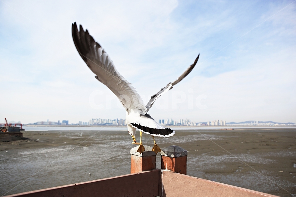 갈매기,새,조류,풍경,배경,자연,풍광,하늘,동물,animal,조류,새,birds