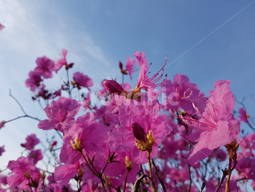 자연,봄,진달래,꽃,배경,핑크,하늘,봄,계절,spring,season,식물,자연,plants,nature,꽃,flower,blossom,geranium,제라늄,plant