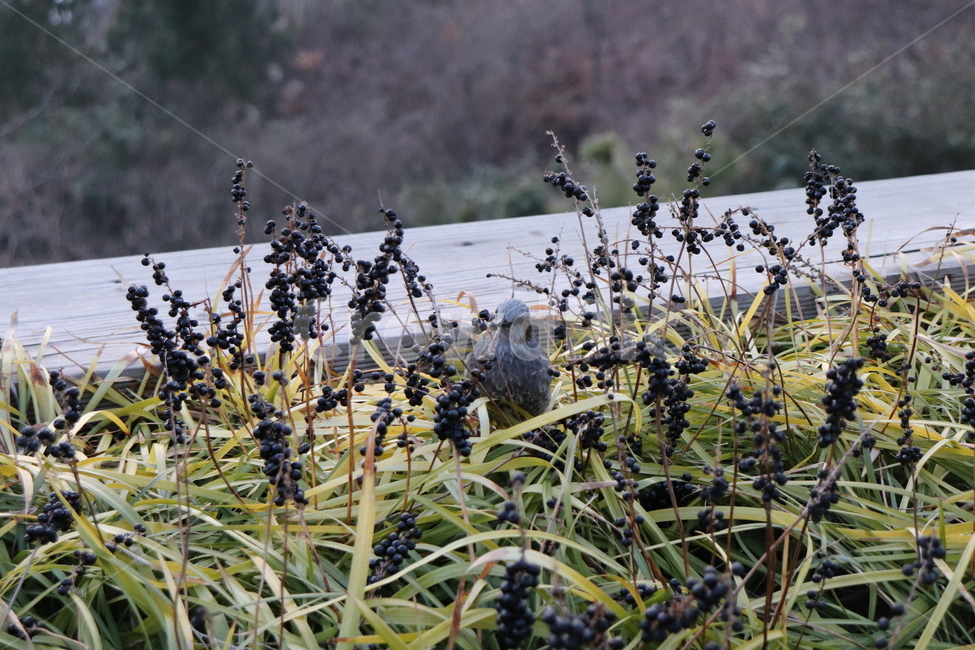 bird,새,animal,동물,식물,plant,꽃,자연,nature,동물,animal,조류,새,birds