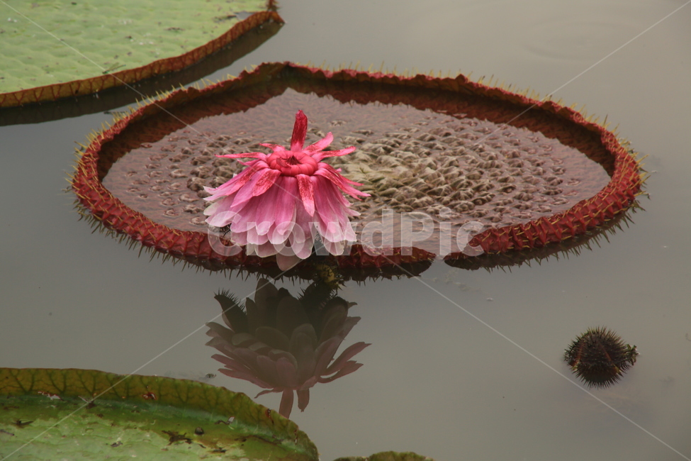 plant,식물,blossom,flower,꽃,연꽃,수련,빅토리아연,빅토리아연꽃,야화,연못,식물,자연,plants,nature,꽃,flower