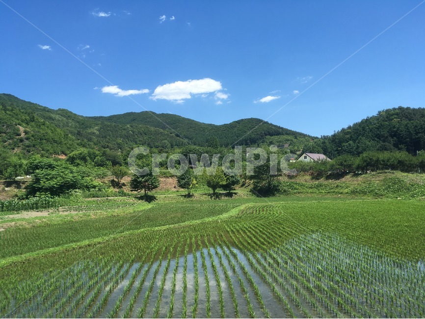 여름,시골,논,산,풍경,한국,농사,여름,계절,summer,season,자연,풍경,nature,landscape,한국자연풍경,한국자연경관,korea nature landscape,시골,마을,country,rural,town,outdoors,옥외,grassland,목초지,field,들,paddy field,패디 필드