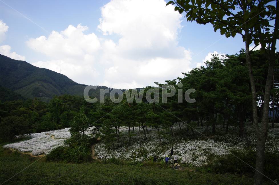 나무,숲,구절초,꽃,풍경,flower,plant,nature,자연,outdoors,옥외