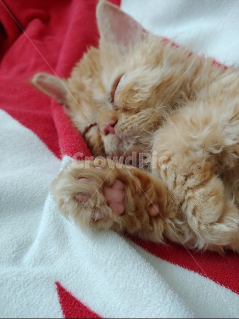고양이,아기고양이,cat,kitten,셀커크렉스,잠자는고양이,잠든고양이,치즈태비,귀여움,동물,animal,포유류,mammal,고양이,cat,kitten,kitty