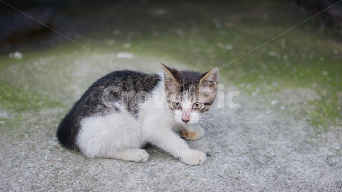 고양이,길고양이,고양이새끼,새끼고양이,포유류,동물,반려동물,애완동물,cat,pet,animal,mammal,kitten,kitty,동물,animal,포유류,mammal,고양이,cat,kitten,kitty