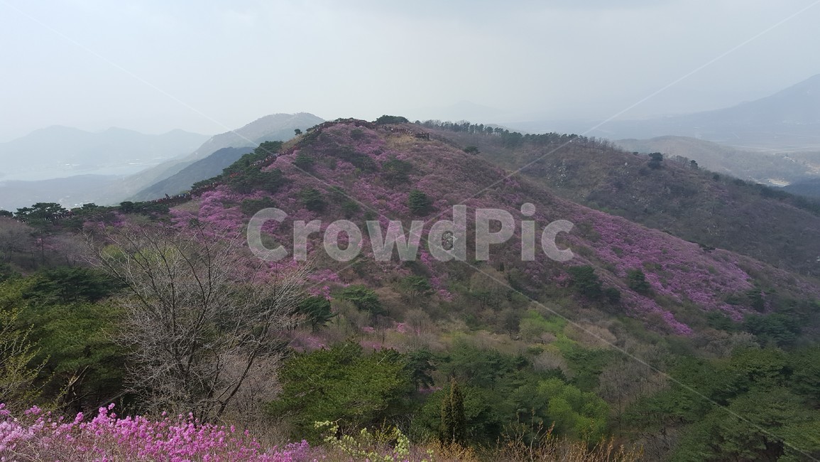 봄,산,꽃,진달래,자연,자연,풍경,nature,landscape