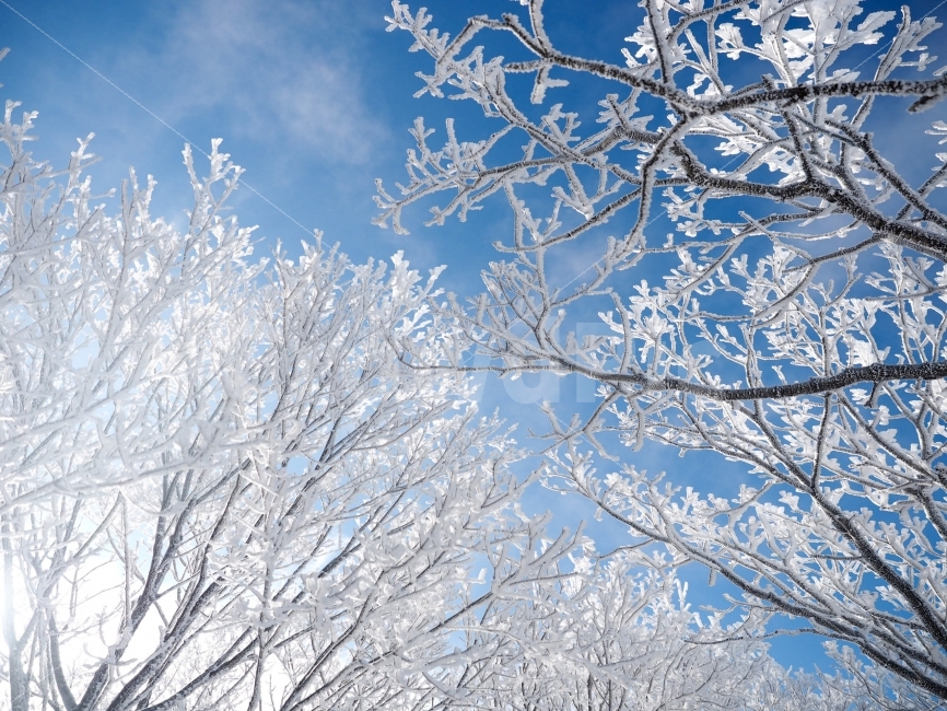 겨울,눈,나무,하늘,계절,snow,winter,sky,tree,감성,덕유산,등산,겨울,계절,winter,season,식물,자연,plants,nature,나무,trees,wood