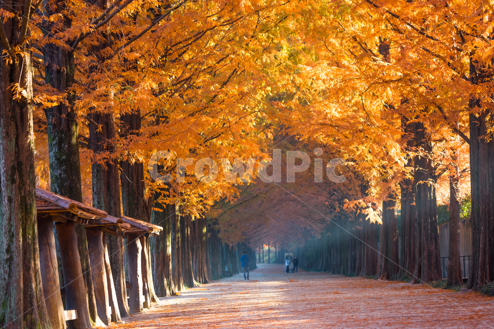자연풍경,가로수길,빛내림,담양,메타세쿼이아가로수길,가을,계절,fall,autumn,season,자연,풍경,nature,landscape,한국자연풍경,한국자연경관,korea nature landscape,식물,plants,나무,trees,wood,휴식,힐링,rest,relaxation,healing,tree,plant,maple,단풍,person,사람,human,인간,path,통로,walkway,보도