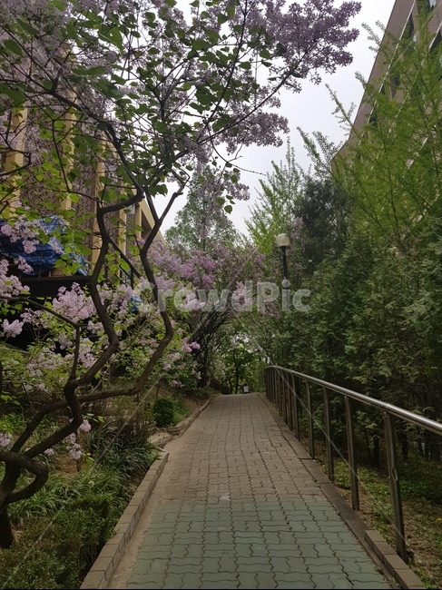 꽃,나무,도로,길,풀,flower,tree,road,landscape