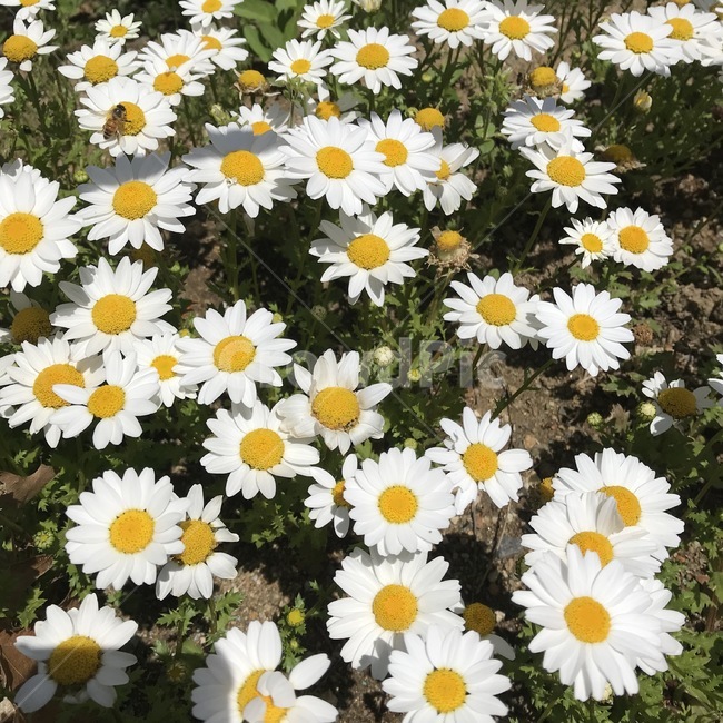 옥스아이데이지,oxeyedaisy,꽃,식물,자연,flower,plants,nature