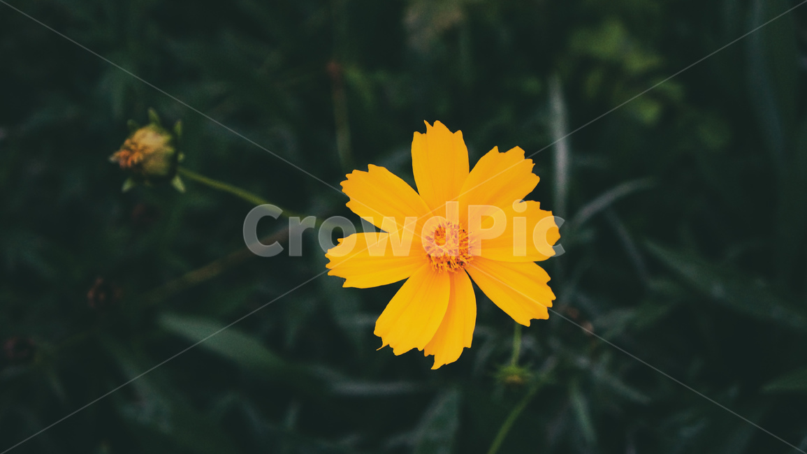 plant,식물,금계국,노랑꽃,노란색,식물,자연,plants,nature,꽃,flower
