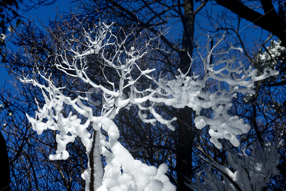 자연,겨울,눈,눈꽃,설경,snow,전북의산,완주군,모악산,겨울,계절,winter,season