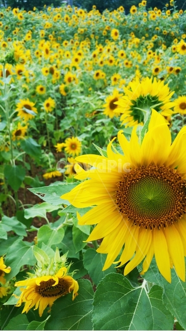 해바라기,가을,노랑,꽃,해