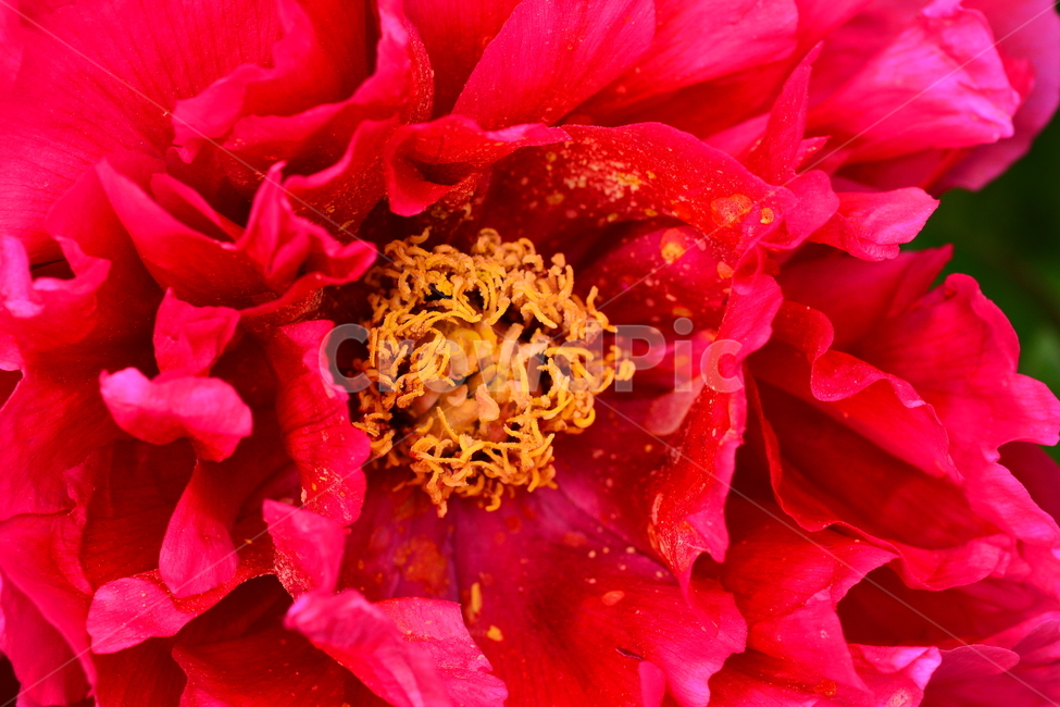 작약꽃,나무꽃,봄꽃,봄이미지,아름다운,야생화,들꽃,꽃,꽃소식,flowers,beautiful,화려한,화사한,정원,가든,plants,spring,pretty,예쁜,garden,토종,우리꽃,귀여운,접사,마크로,macro,클로즈업,full,겹꽃,빨강색,레드,red,꽃잎,꽃술,꽃송이,봄,계절,spring,season,식물,자연,plants,nature,꽃,flower,blossom,peony,모란,plant