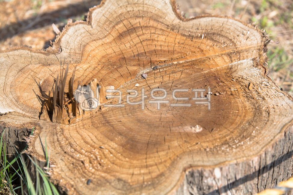 annual zone,old tree,stub,tree,wood,felling,treestump,cross section of wood