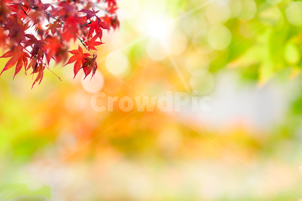 가을,늦가을,아름다운,낭만적인,카피공간,로맨틱,역동적인,화려한,장소,배경,현장,뒷배경,자연,꾸미기,콘텐츠,전경,상쾌한,희망찬,햇살,눈부시다,나뭇잎,나뭇가지,살랑살랑,단풍,단풍나무,네이처
