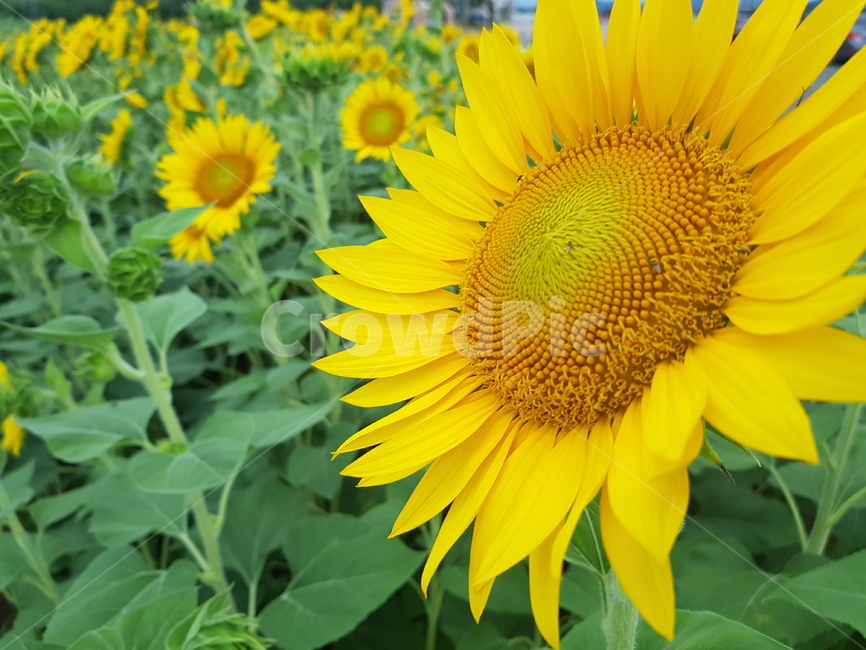 해바라기,팔월,여름,꽃,식물,식물,자연,plants,nature,꽃,flower