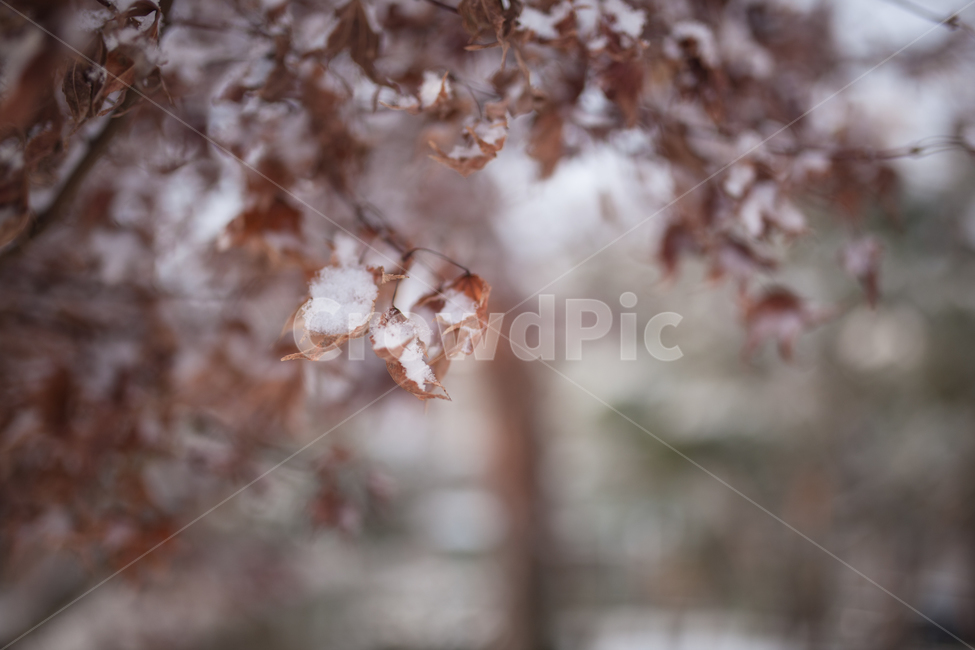 겨울,눈,나무,나뭇잎,tree,snow,겨울,계절,winter,season,식물,자연,plants,nature