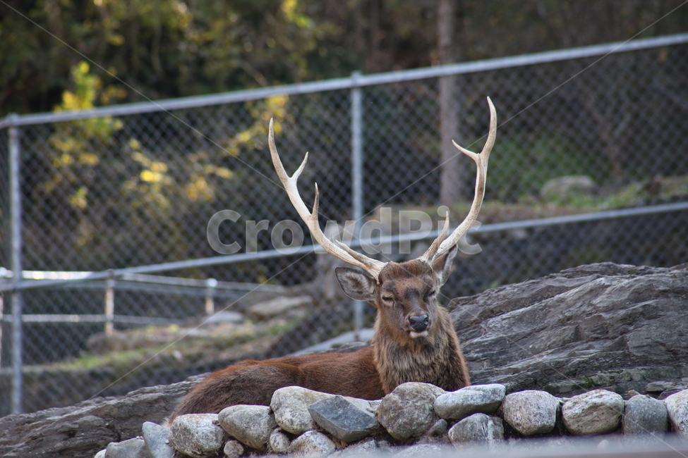 사슴,동물,포유류,동물원,deer,동물,animal,포유류,mammal