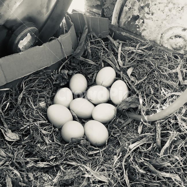 자연,방목,계란,달걀,둥지,목장,유기농,free,range,egg,nest,farm,nature,organic