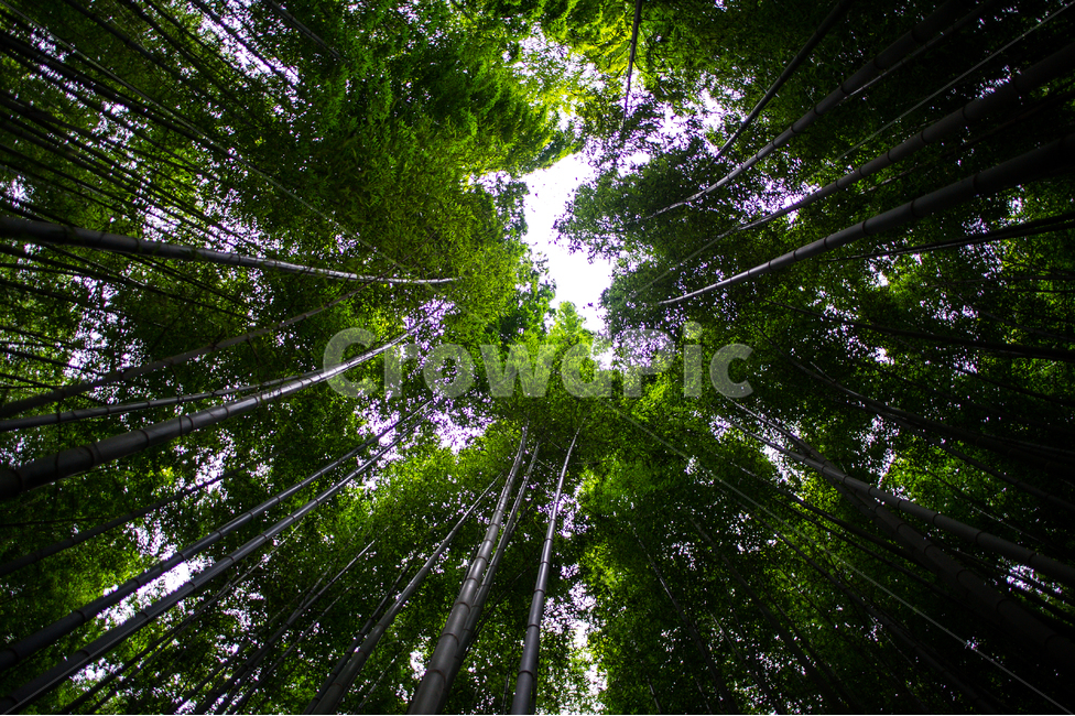 보성,전라남도,대나무,한국이미지,대나무숲,bamboo,nature,자연,자연,풍경,nature,landscape,식물,plants,나무,trees,wood,plant