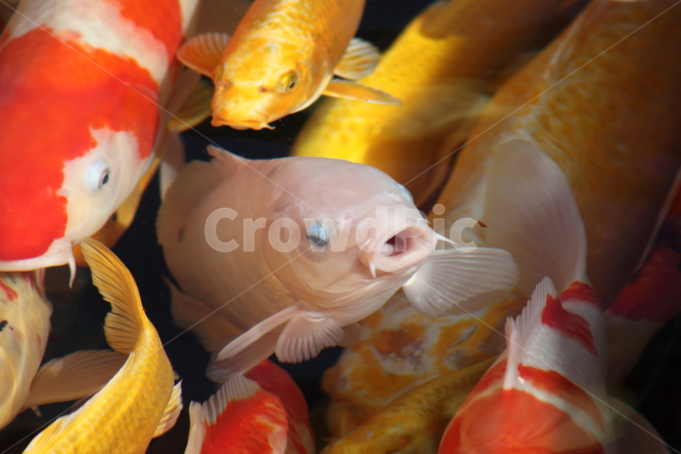 잉어,어류,물고기,민물고기,carp,동물,animal,어류,물고기,fish