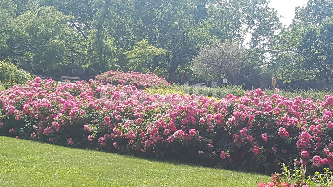 grass,잔디,식물,outdoors,lawn,꽃,정원,봄,만개한꽃,분홍,식물,자연,plants,nature,꽃,flower