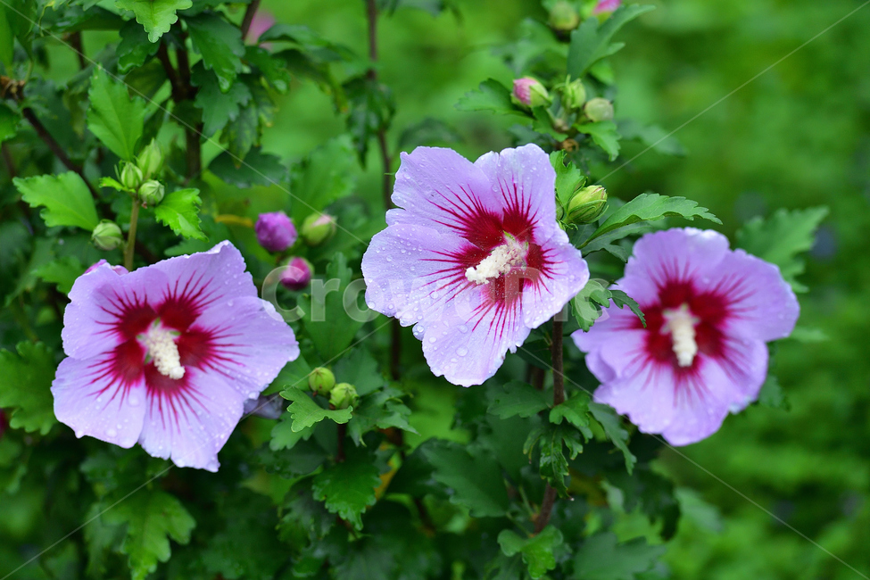 무궁화,나라꽃,우리나라국화,삼형제,겨레,식물,자연,plants,nature,꽃,flower