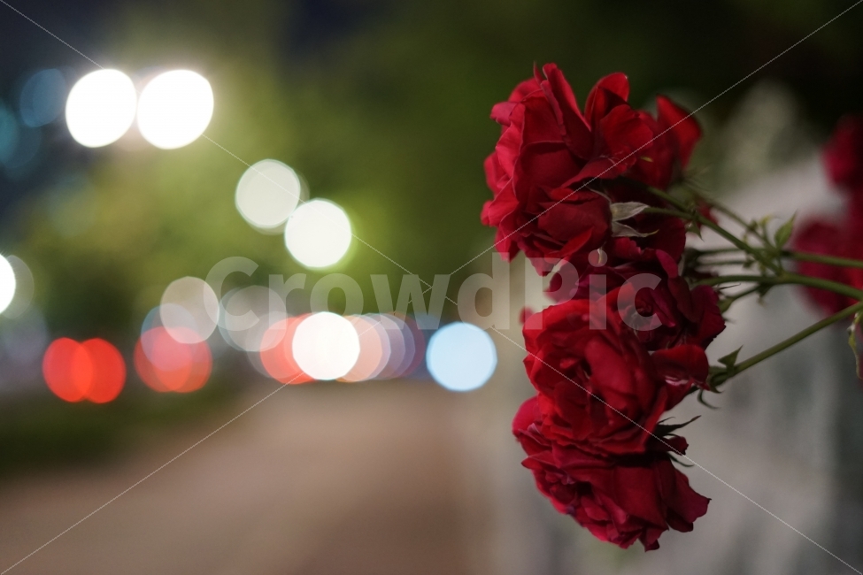 장미,보케,밤거리,야경,봄,산책,감성,꽃,레드,식물,자연,plants,nature,꽃,flower