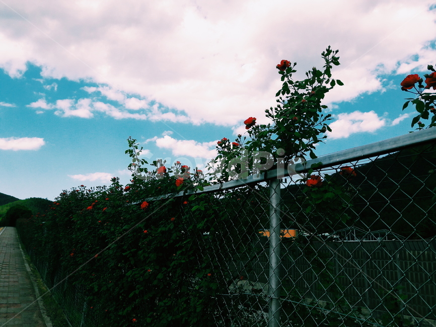 하늘,장미,구름,꽃,길,풍경,자연,자연,풍경,nature,landscape