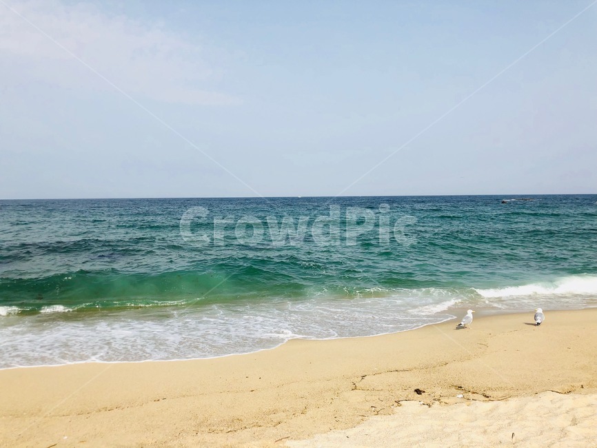 ocean,대양,nature,자연,water,물,outdoors,옥외,sea,바다,shoreline,해안선,coast,연안,beach,바닷가,청량한,청량한바다,갈매기,감성사진,봄바다,해변,바다,beach,sea
