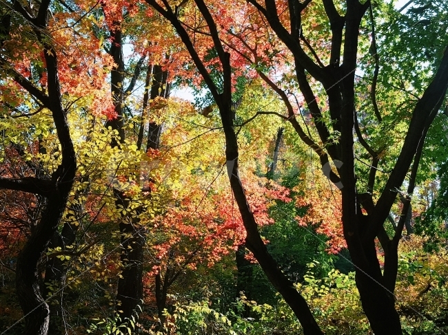 가을,자연,단풍,낙엽,힐링,등산,산,소풍,색감,햇살,빛,햇빛,나무,숲,nature,autumn,가을,계절,fall,autumn,season,식물,자연,plants,nature,나무,trees,wood,tree,plant,tree trunk,나무 줄기,leaf,잎