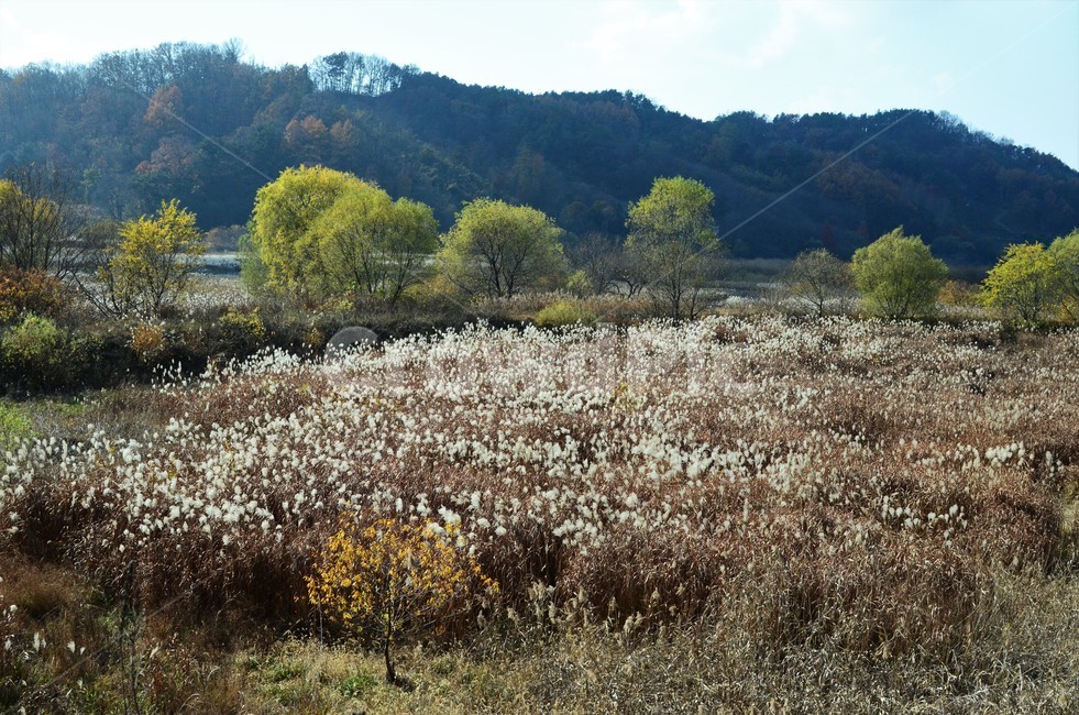 억새밭,억새,억새꽃,벼과,가을,한국풍경,자연,식물,자연,풍경,nature,landscape,plant