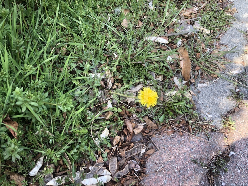 민들레,봄,풀,봄꽃,노란꽃,dandelion,flower