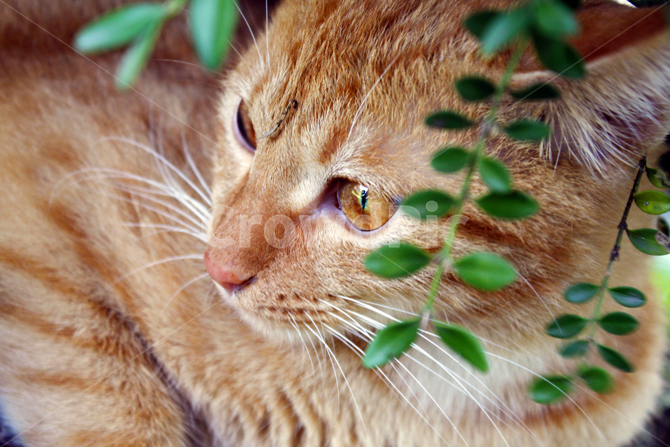 고양이,동물,야외,자연,closeup,kitty,길고양이,pet,애완동물,abyssinian,leaves