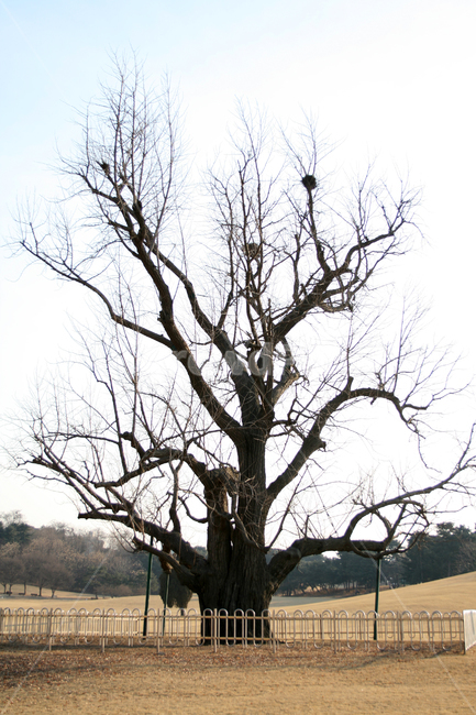 겨울,나무,하늘,식물,은행나무,식물,자연,plants,nature,나무,trees,wood