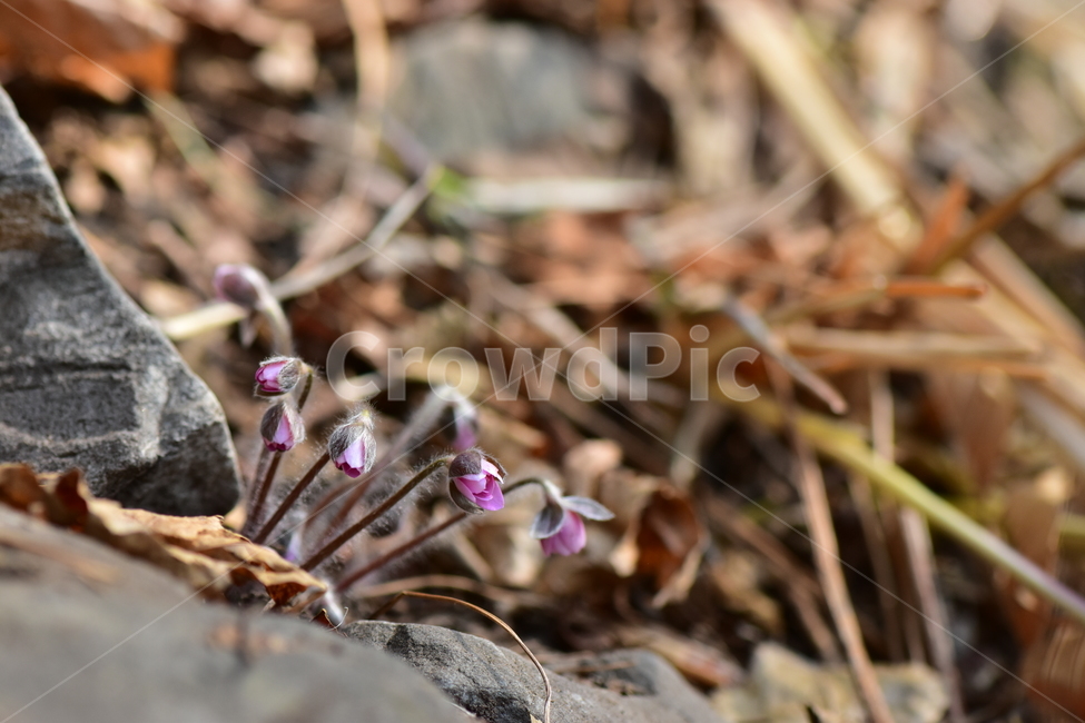 노루귀,야생화,봄,꽃,자연,식물,식생,봄의전령사,풀꽃,식물,자연,plants,nature,꽃,flower