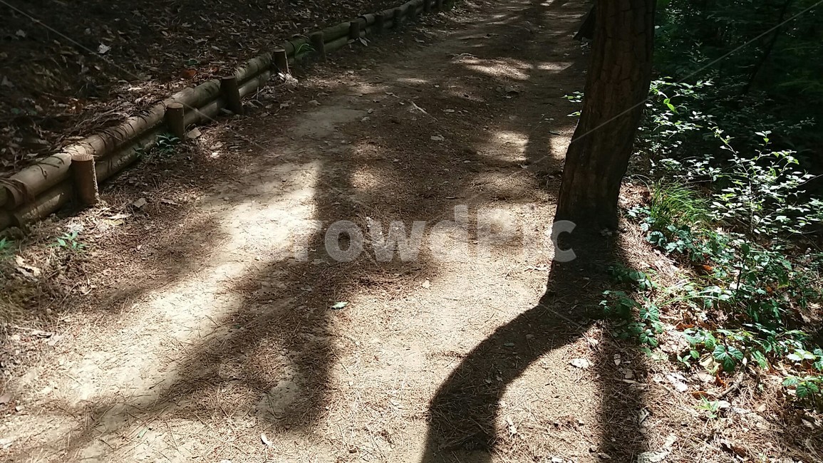 산책길,등산길,산책,그림자,숲