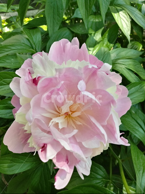 작약,peonyroot,여러해살이풀,식물,꽃