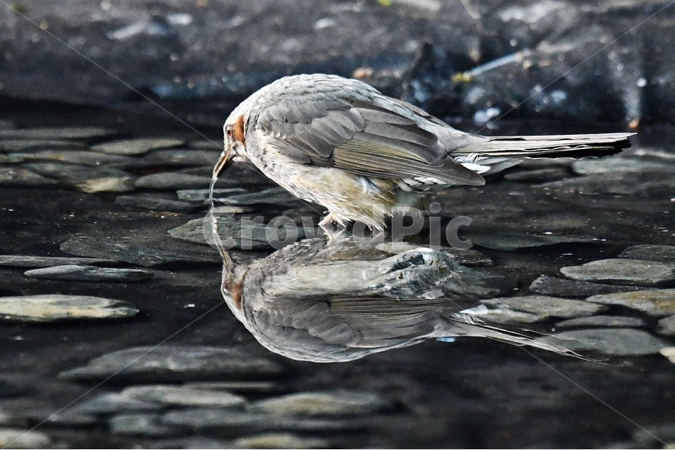새,동물,조류,직박구리,반영,거울,물,동물,animal,조류,새,birds