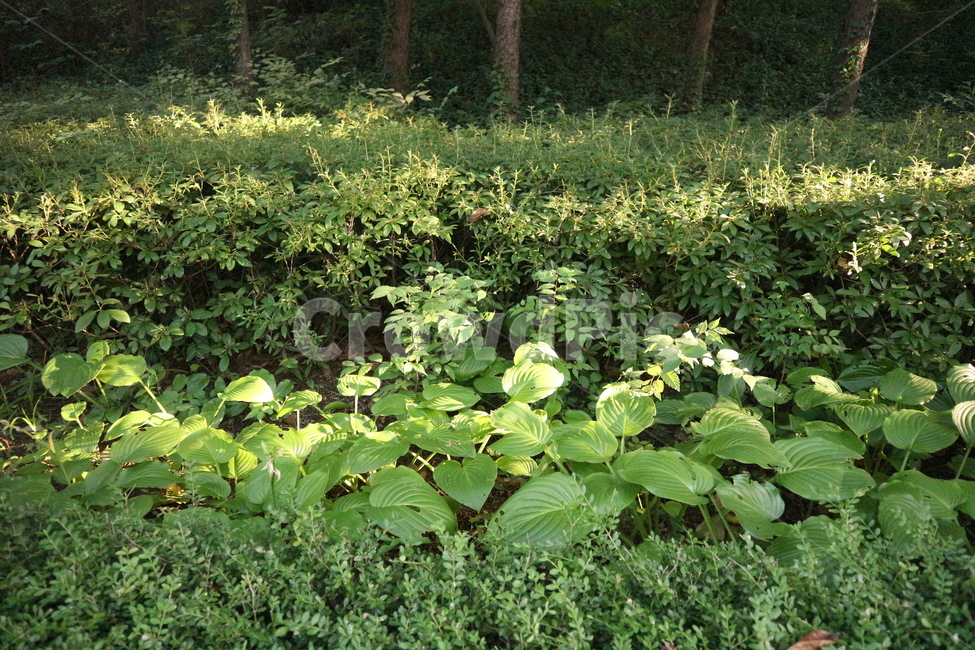 식물,초록,자연,green,나뭇잎,식물,자연,plants,nature