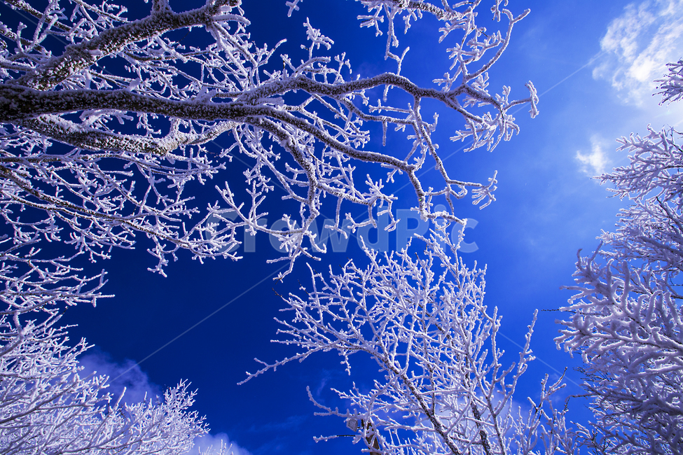 눈꽃풍경,상고대,설경,겨울풍경,국립공원,겨울동화,힐링,감성,아름다움,뷰티풀,설국,눈풍경,파란하늘,100대명산,겨울명산,서리꽃,영동,snow,눈,화이트,자연,신비로운,경이로운,천상,비경,치유,산,명산,겨울,계절,winterseason,풍경,한국자연풍경,한국자연경관,korea,nature,landscape,식물,plants,나무,trees,wood,겨울,계절,winter,season,자연,풍경,nature,landscape,outdoors,옥외