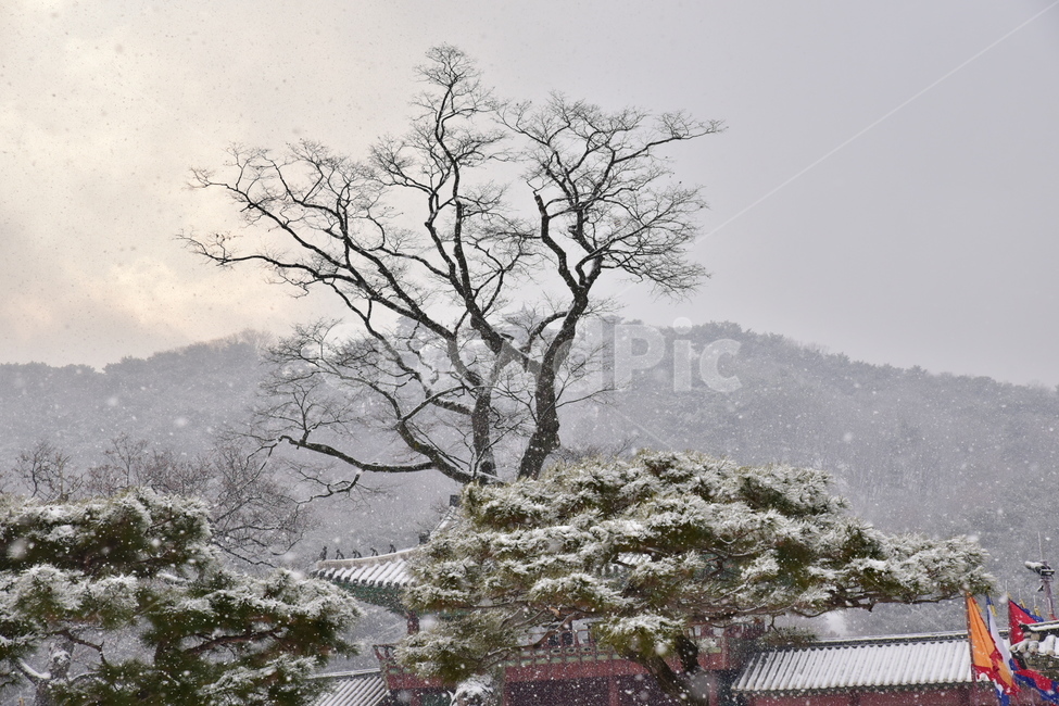 겨울,눈,나무,풍경,자연,겨울,계절,winter,season,자연,풍경,nature,landscape,tree,plant,식물,outdoors,옥외